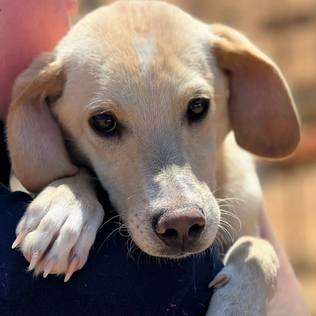 DASH Dogs puppy